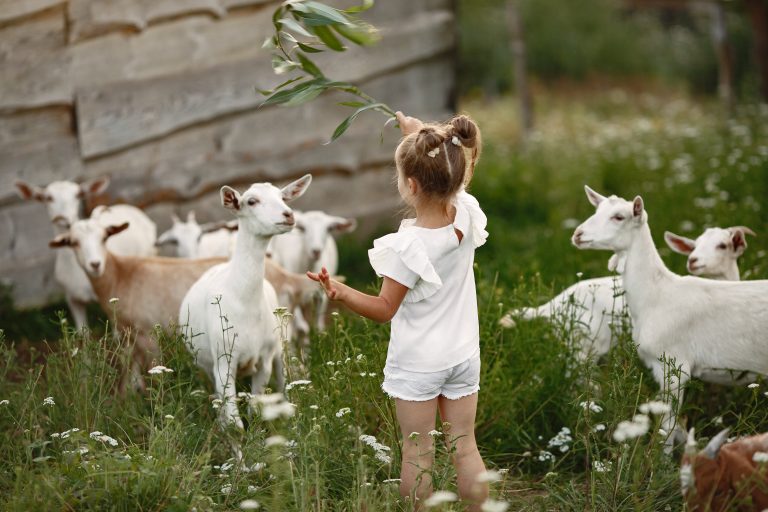 Kinderboerderij in Hengelo